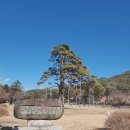 정이품송 공중화장실 | 보은 속리 정이품송