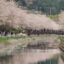 동삼수산 | [부산] 현재 최고 핫플레이스 영도 벚꽃길 ; 동삼해수천 / 주차, 실시간 개화상황 (24.04.06 방문)