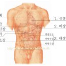 인체 내부 장기 위치 이미지