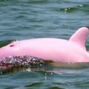 돌고래약품 이미지