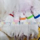 베리하우스 켄넬 이미지