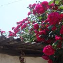 성주농원 이미지