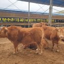 용대축산 이미지