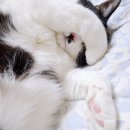 정관착한동물의료센터 | 고양이 발가락 골절 후기! 증상, 대처법