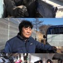 강원도흑염소 이미지