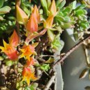 햇살다육꽃사랑 이미지