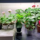 로맨스 다육 이미지