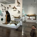 경북대학교자연사박물관 | 군위 자연사박물관 아기랑 다녀온 후기｜아이와 가볼만한곳