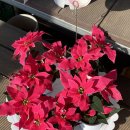 초원꽃화원 이미지