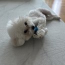 여시까까 이미지