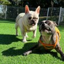 프렌치호텔 이미지