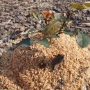 야미바크 이미지