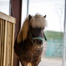 안성목장 2농장 이미지