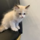 제이제이캣 이미지