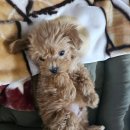 소원동물병원 이미지