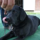 탤런트 독 스쿨 이미지