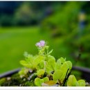 오도산황토펜션 이미지