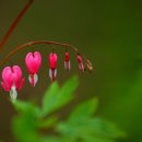 세쌍둥이네 풀꽃세상 이미지