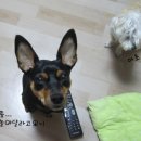 꽃순이PC 이미지