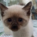 대구고양이분양 원펫 이미지