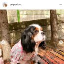 슈슈홀릭 이미지