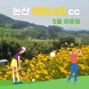 🌸 수레국화가 만발한 아리스타CC에서의 봄 골프 대회_2오버 후기