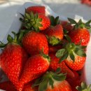 온누리농장 | 딸기가 넘 고와요..[논산 관광농원/온누리딸기농장] 🍓