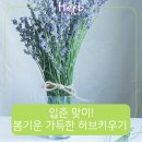 입춘허브