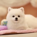 로라펫살롱 이미지