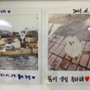 부엉이애견펜션 이미지