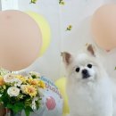멍멍1길 23 이미지