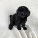 구산동 강아지 이미지