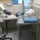 멍멍이랑 사랑하기 이미지