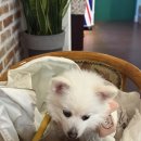 런던 애견하우스 이미지