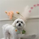 Coco Grooming | 피부와 마음까지 챙기는 사천동애견미용, 코코그루밍에서 찾은 편안한 미용 노하우