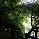 제주 안덕계곡 상록수림 이미지