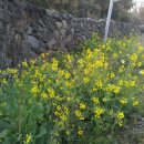 노을과포도향기 이미지