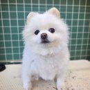 그루밍051 이미지