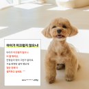 펫바이블 이미지