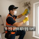 양천뿌리약국 | “벽·천장 곰팡이 제거 방법 TOP7”― 소독부터 재발 방지까지 한 번에!
