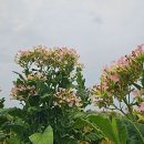 담배꽃(재배작물) 이미지
