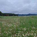 평해사구습지 이미지