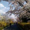 2021년 4월 3일(토) 중랑천 장안동 뚝방길 따라 벚꽃 소풍으로 초대..(우천시도 진행합니다) 이미지