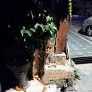 돌담민속주점