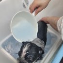 그랜드 애견 미용 | 오픈 이틀째 시츄 목욕과 위생미용 - 일산 애견미용실 마이온펫