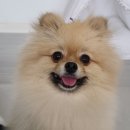 봄날의댕댕이 이미지