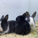 메리펫샵 이미지