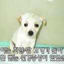 구일동물병원 네이버블로그