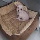 꽃보다 Dog 이미지