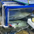 진주식당 | 노량진 수산시장 방어 신남도수산 초장집 진주식당 내돈내산 예약 후기